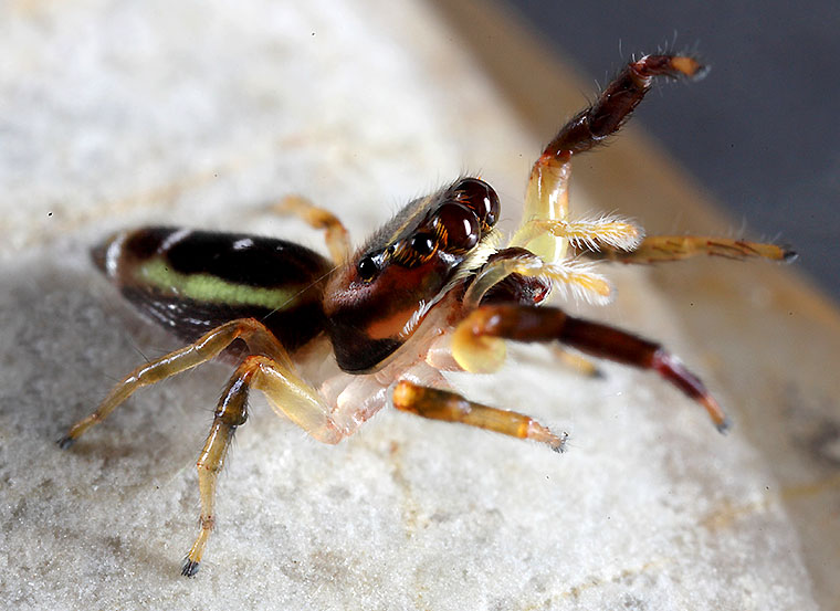 Opisthoncus 2spot bigjaw northern