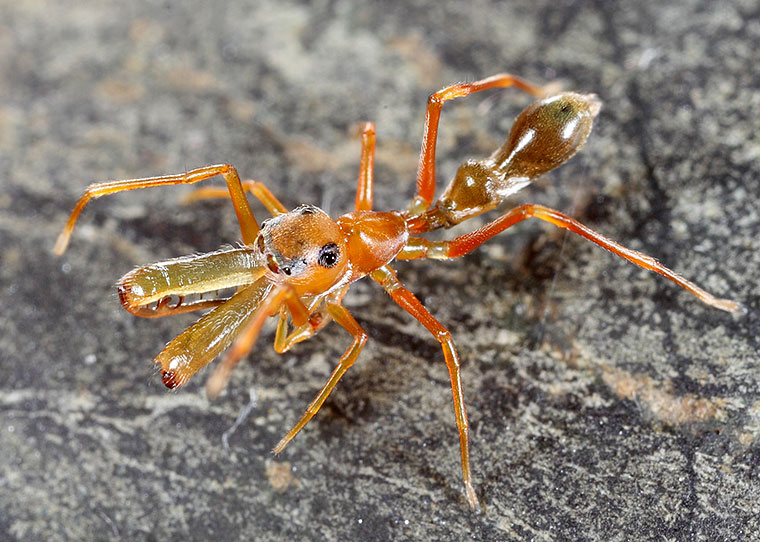 Salticidae Myrmarachne smaragdina 