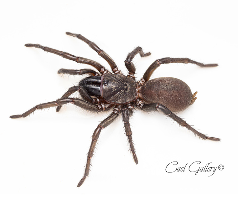 Aname sp. Black Beauty, a large species from shellgrit beaches. Thompson beach, SA. 35mm