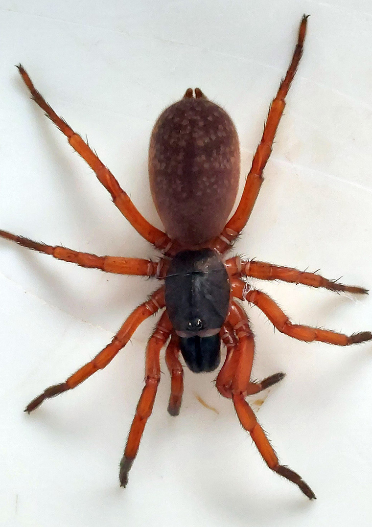 Anamidae-Namea-nigritarsus-fem-Kenilworth-Qld-