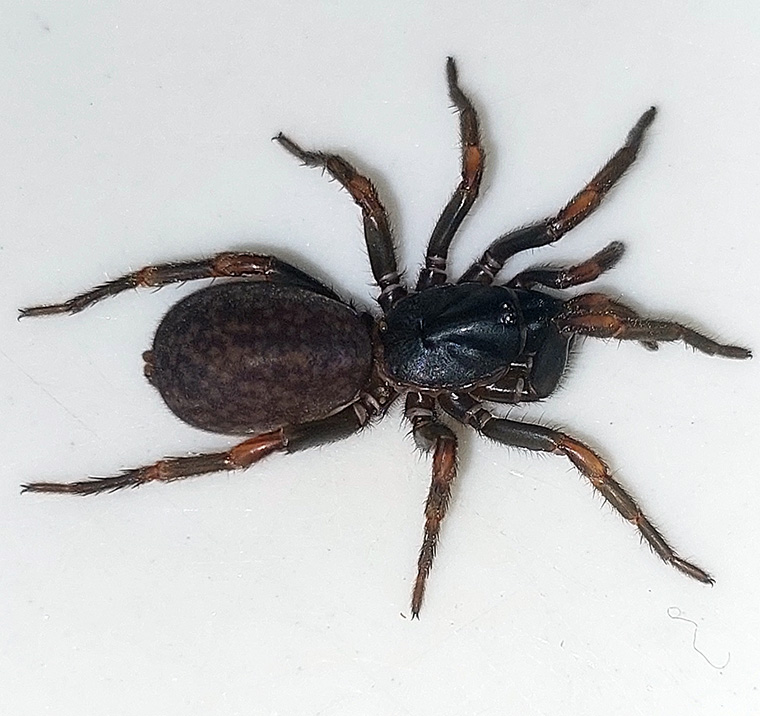 Anamidae-Namea-sp-Female-Amamoor-Qld-