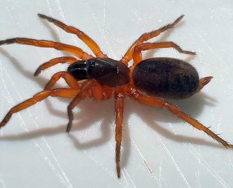 Anamidae-Namea-sp-female-Kenilworth-Qld