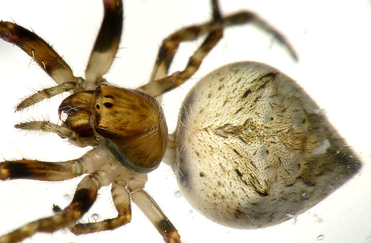 'Araneus' sp fuliginata group