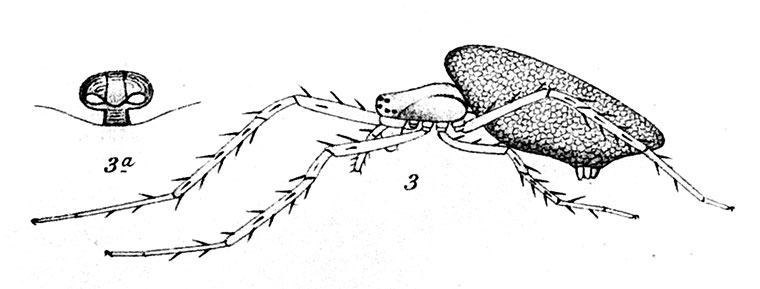 Koch & Keyserling (Die Arachniden Australiens) 