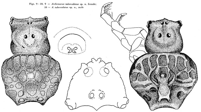 Arkys tuberculatus