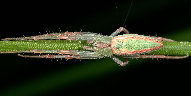 Araneus talipedatus