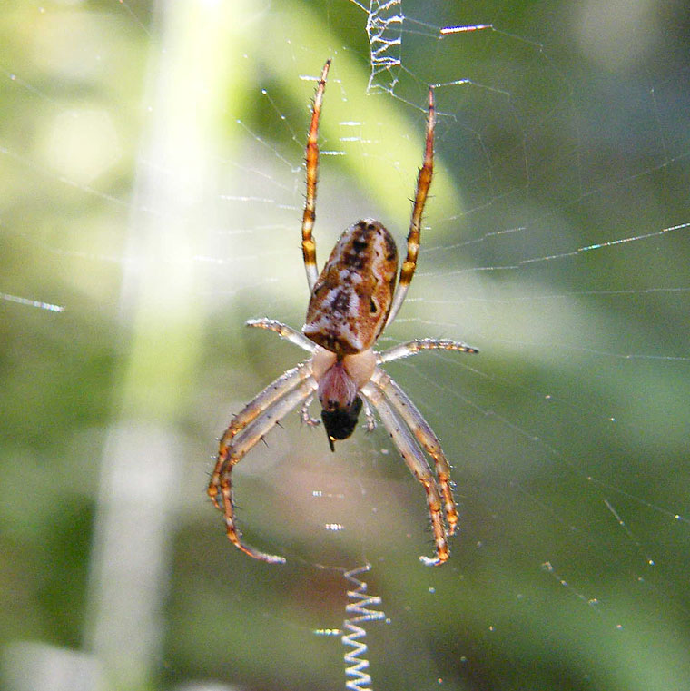 Araneus cyphoxis