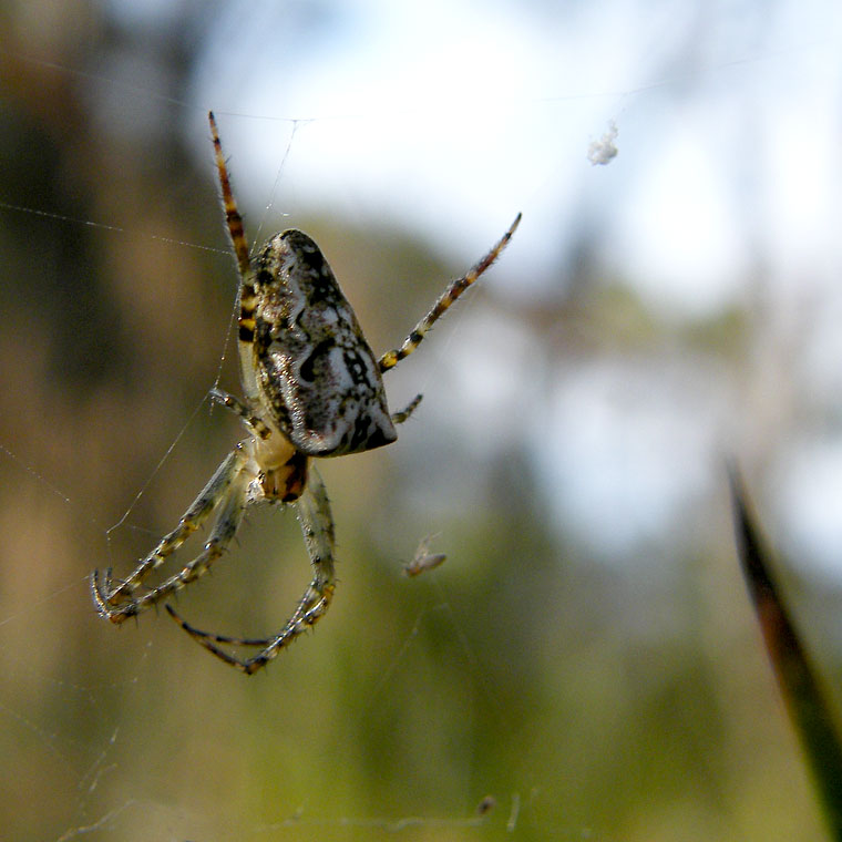 Araneus cyphoxis