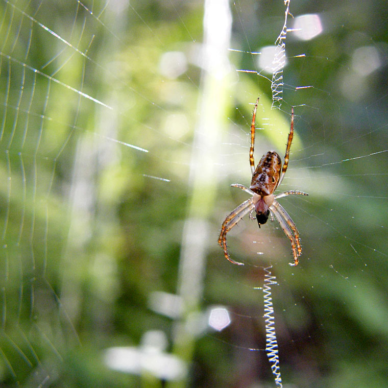 Araneus cyphoxis