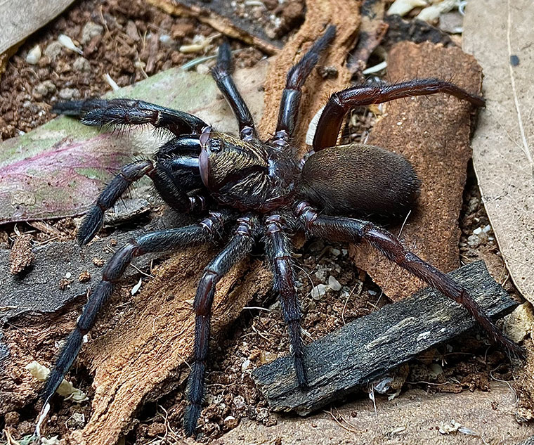 Arbanitis cf. gwennethae, female, Nowra NSW