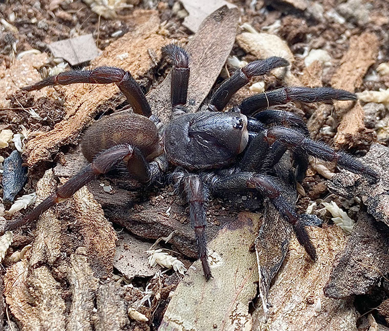 Arbanitis gracilis, female, Copacabana NSW