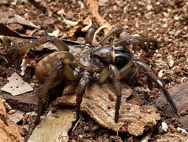 Arbanitis sp., female, Bellthorpe SEQ