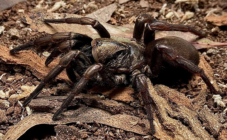 Arbanitis sp., female, Mt Tamborine SEQ