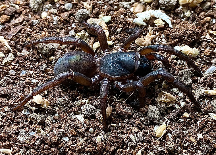 Arbanitis sp. nov, female, Barrington tops NSW