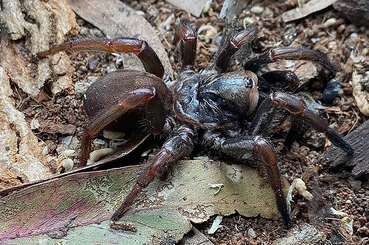 Arbanitis sp. nov, female, Copacabana NSW