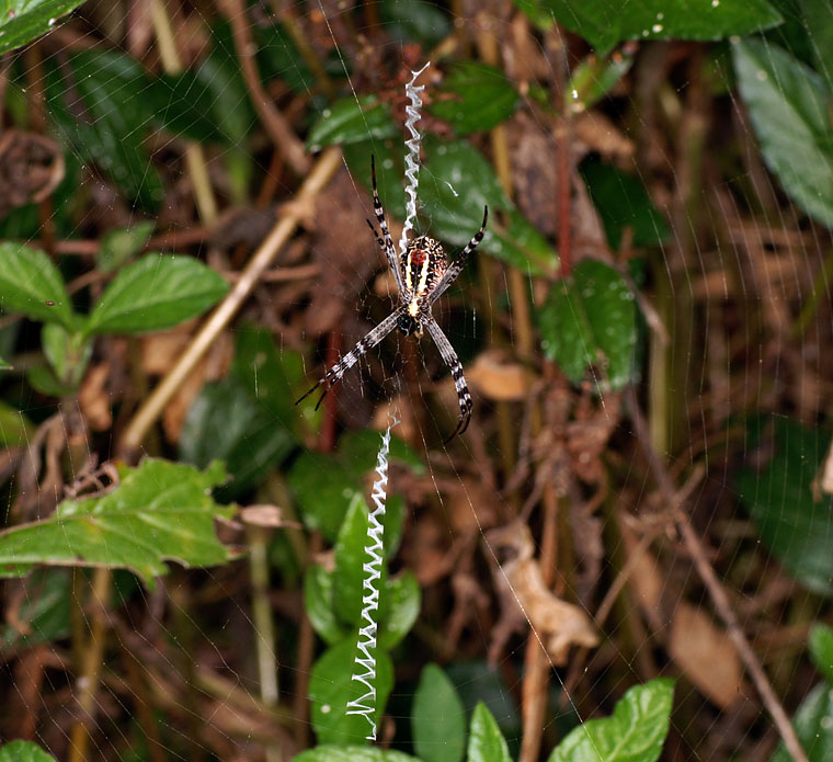 Argiope picta