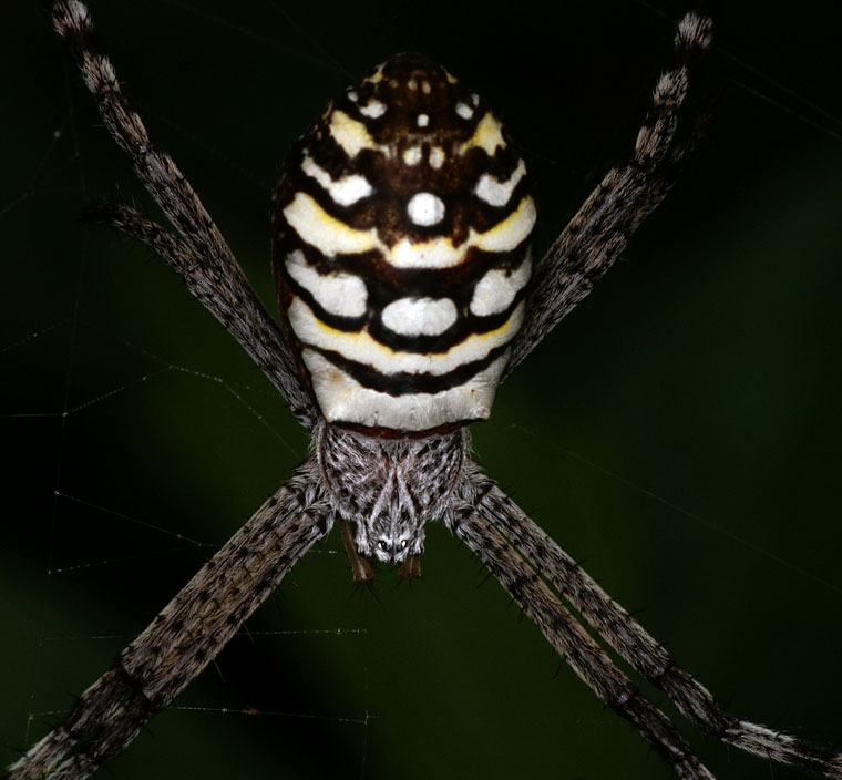 Argiope picta