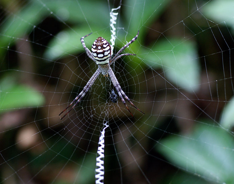 Argiope picta