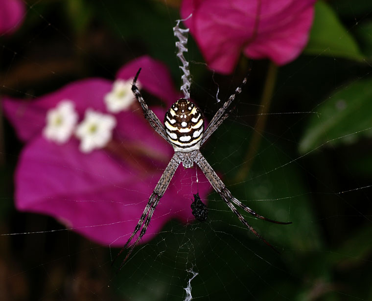 Argiope picta