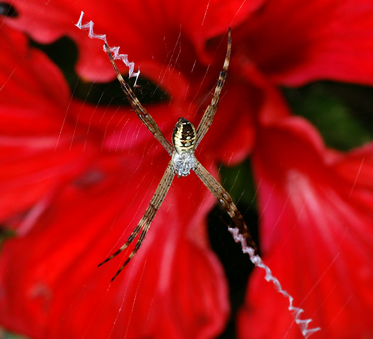 Argiope picta