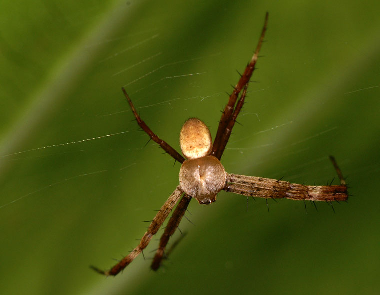 Argiope picta