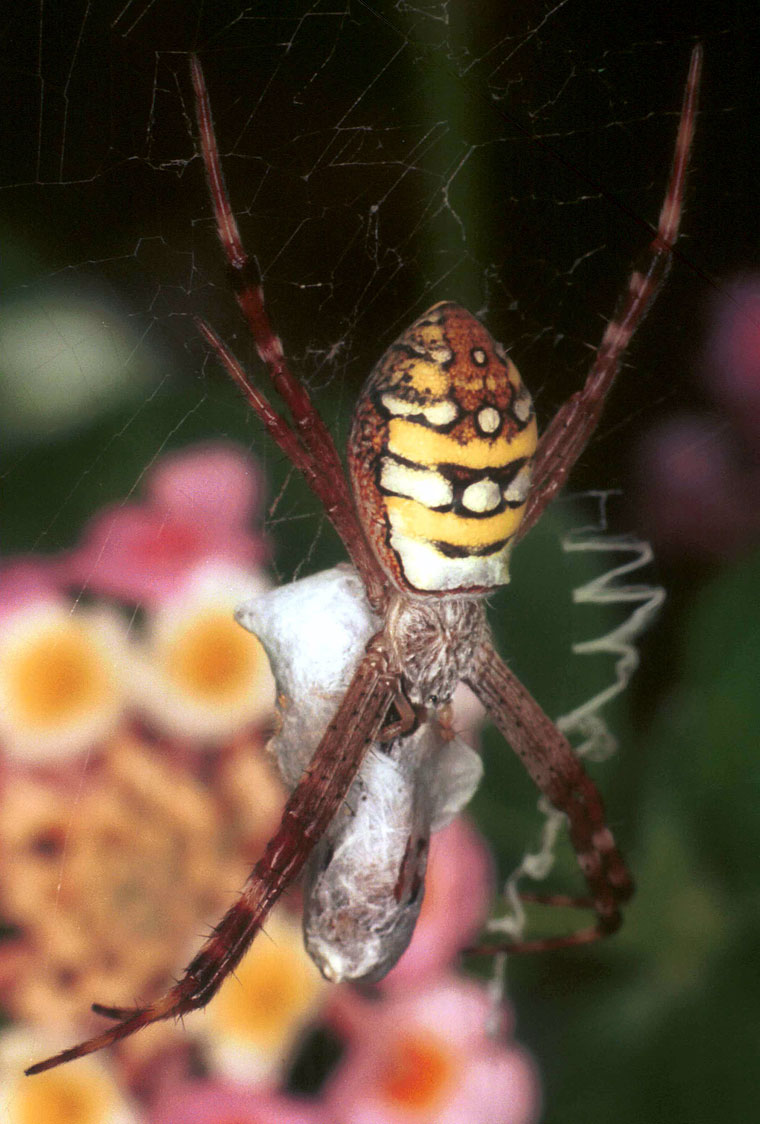 Argiope picta