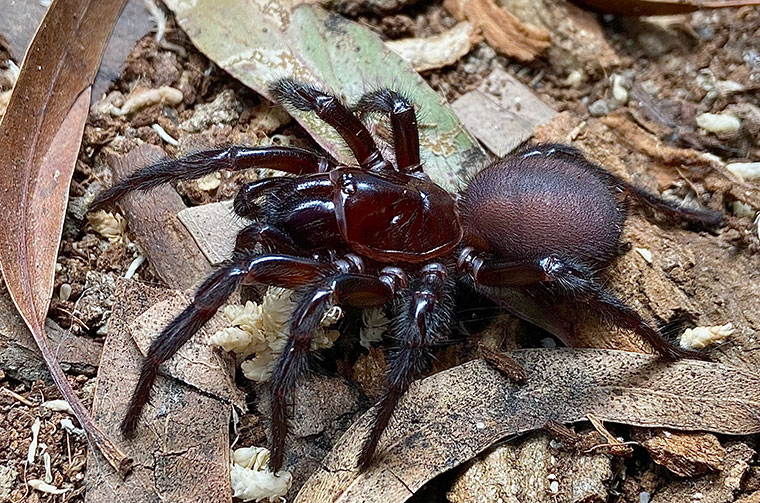 Atrax robustus, female, North Sydney NSW