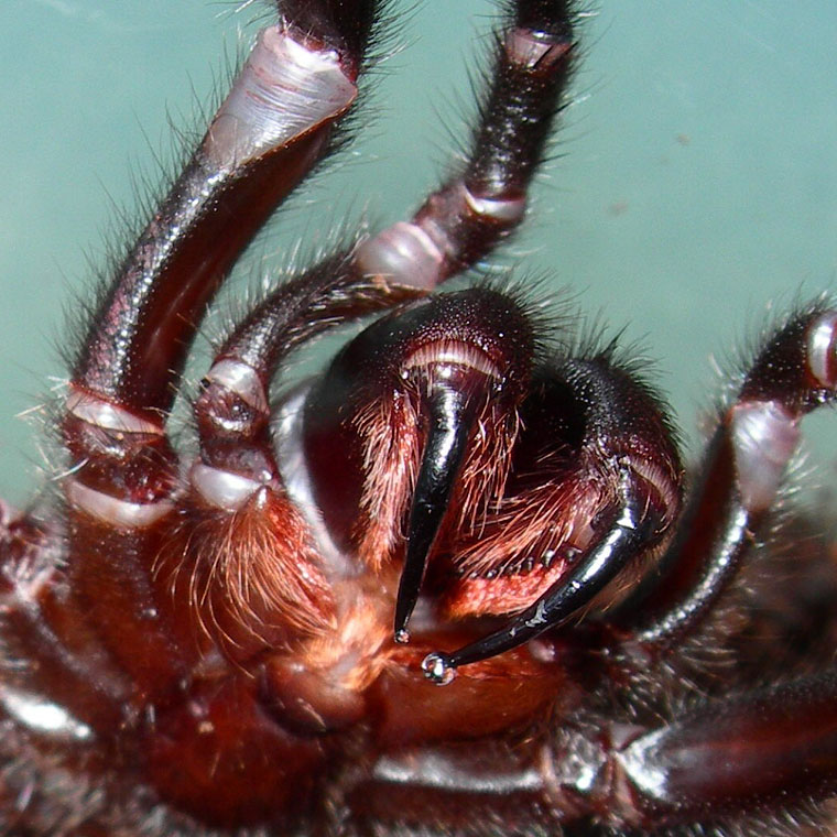 Sydney Funnel-web Spider - The Australian Museum