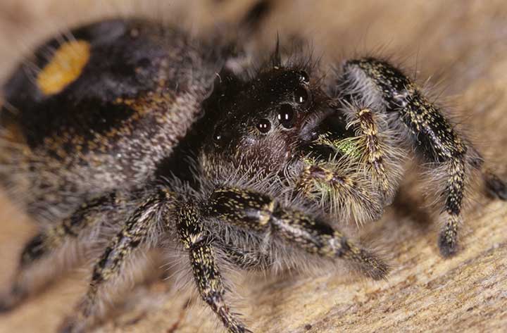 Phidippus audax