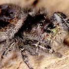 Phidippus audax