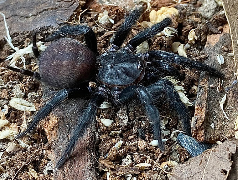 Australothele jamiesoni, female, Brisbane SEQ