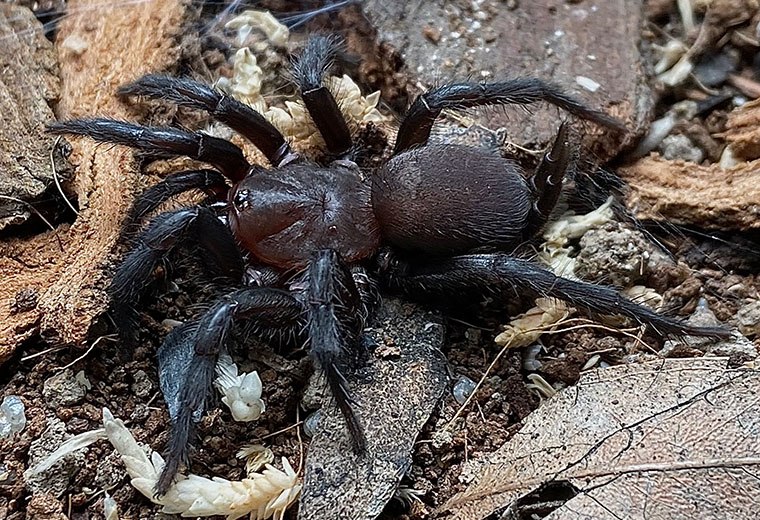 Australothele magna female