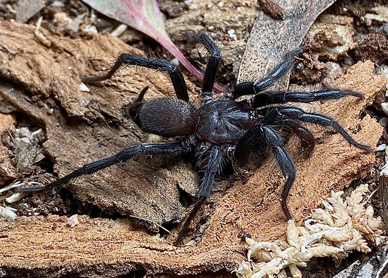 Australothele magna male