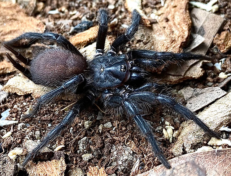 Australothele nambucca, male, Coramba NSWfe