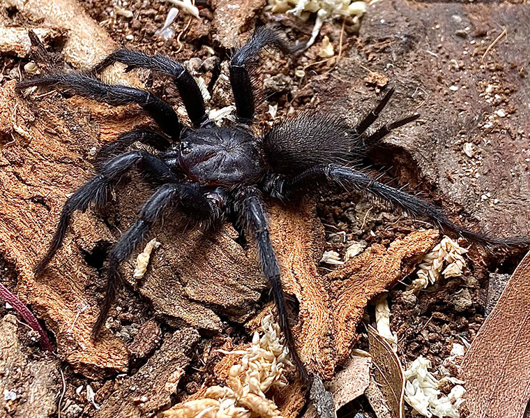 Australothele nambucca, male, Coramba NSW