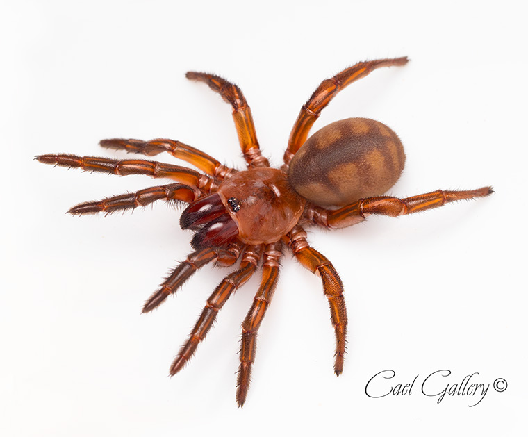 Banded Golden Trapdoor (Euoplos similaris) Brisbane QLD, 30mm