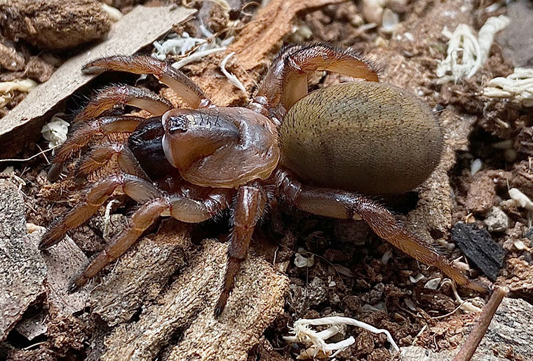 Blakistonia aurea, female, Adelaide hills SA