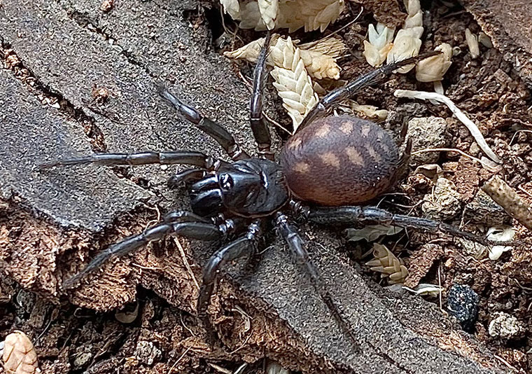 Bymainiella lugubris, female, Coramba NSW