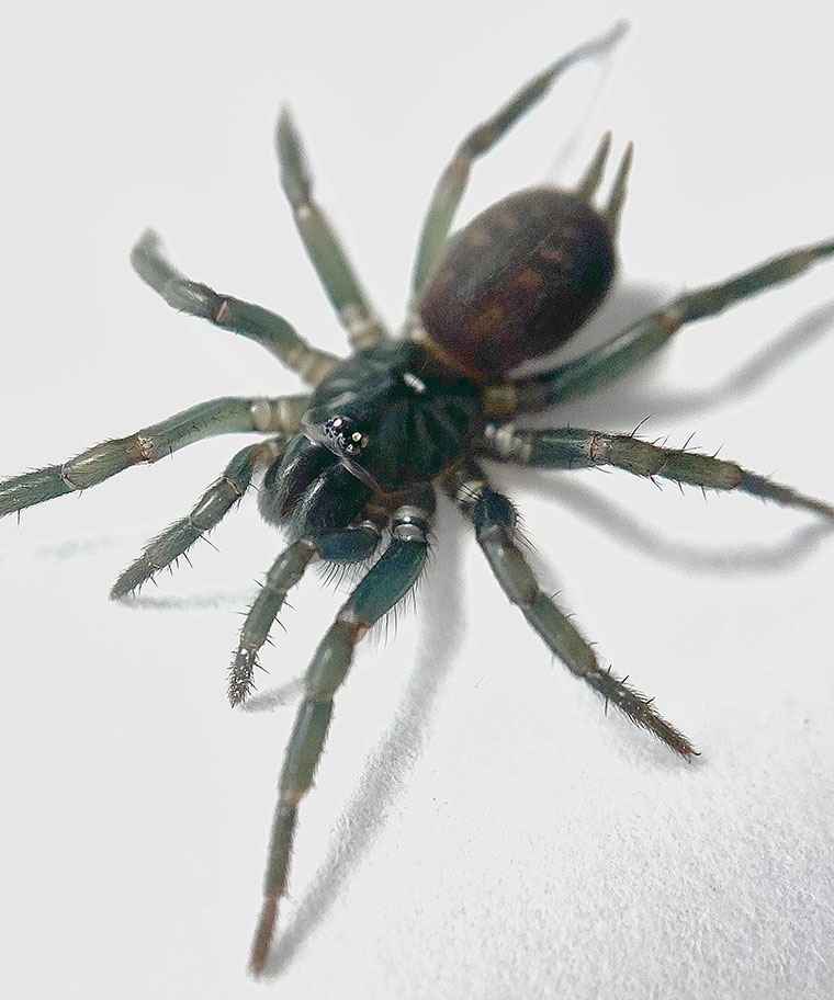 Bymainiella terraereginae, female, Alstonville NSW