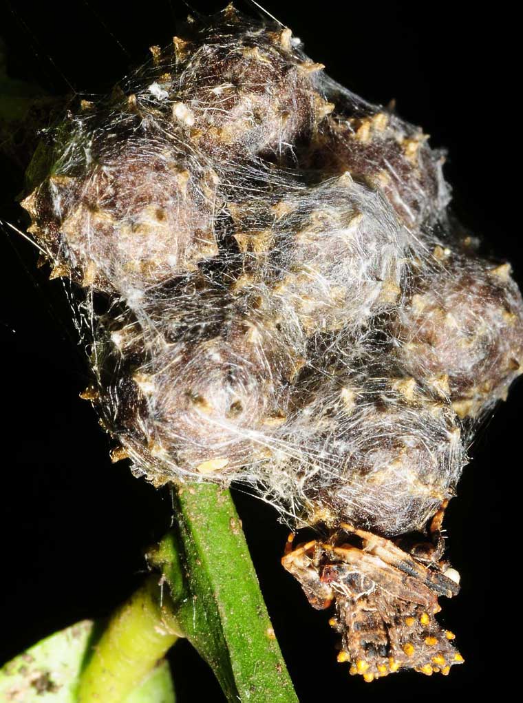 Celaenia calotoides female