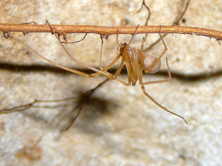 Progradungula carraiensis