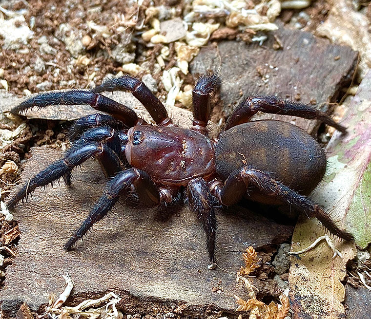 Cataxia babindaensis, female, Bellenden ker FNQ