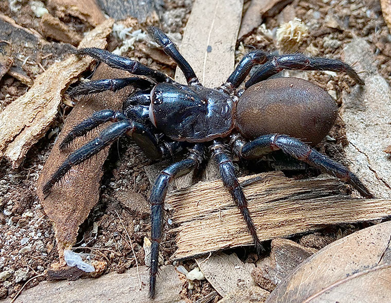 Cataxia pulleinei, female, Brisbane SEQ