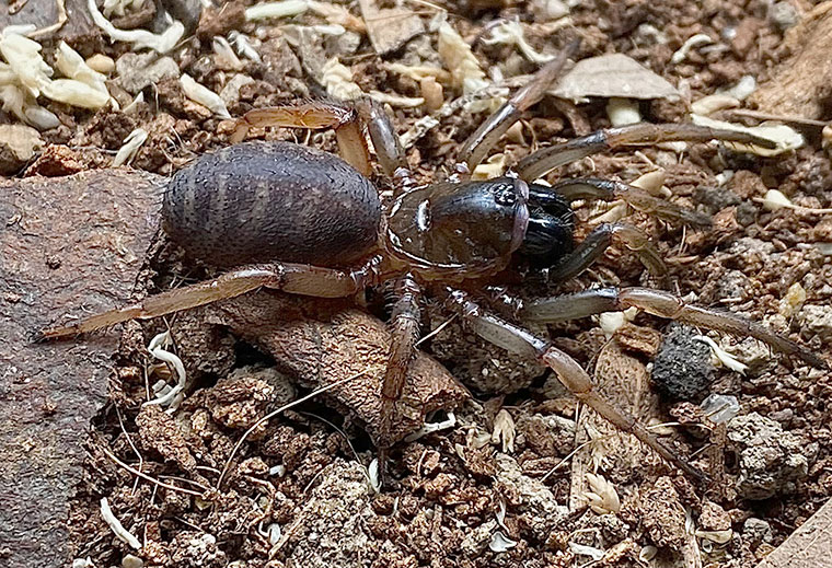 Cataxia sp Bolganupensis group female Adelaide hills SA.jpg