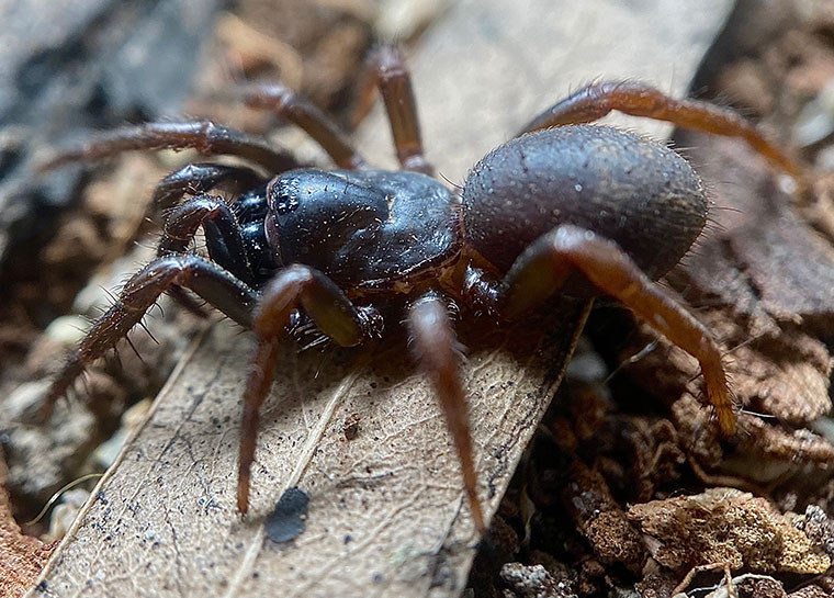 Cataxia sp., juvenile, Edmonton, Cairns FNQ