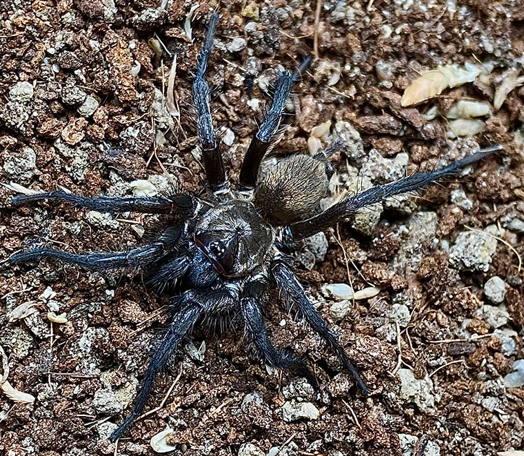 Cethegus fugax, male, Chittering WA