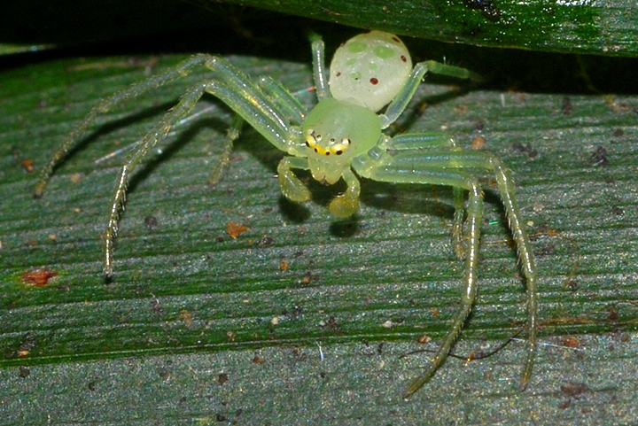 Poecilothomisus sp.