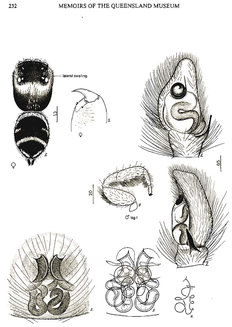 Zenodorus durvillei