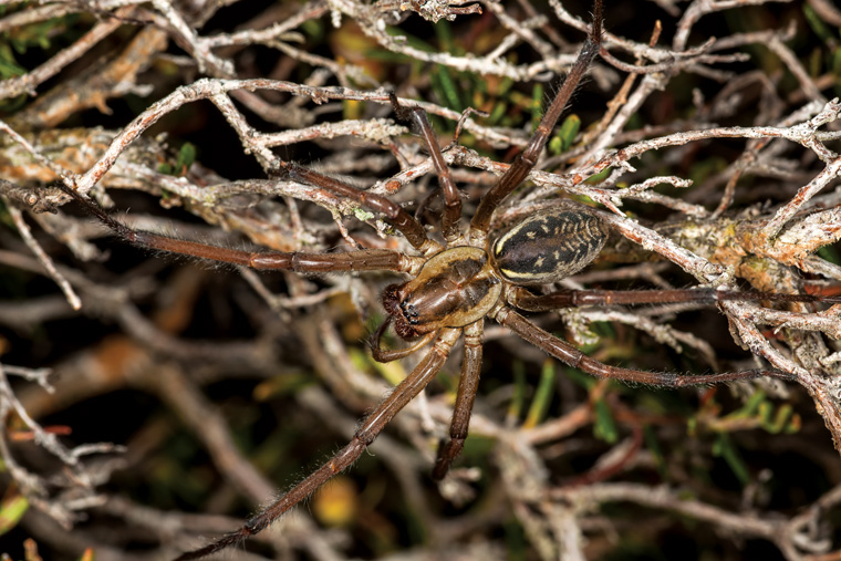 Western Web Dasher ♀ Neerabup WA