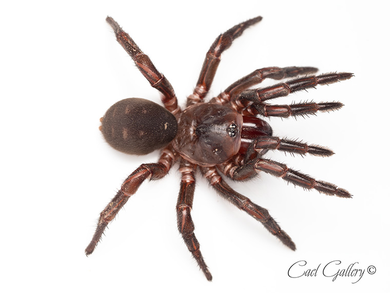 Red-fanged Black Trapdoor (Euoplos schmidti), Buhot QLD.